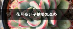 花月夜叶子枯萎怎么办