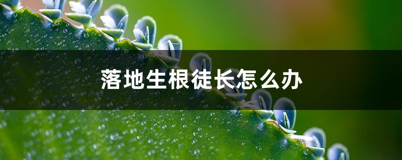 落地生根徒长怎么办