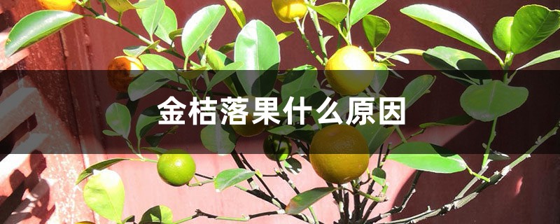 金桔落果什么原因 金桔落果什么原因