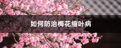 如何防治梅花缩叶病