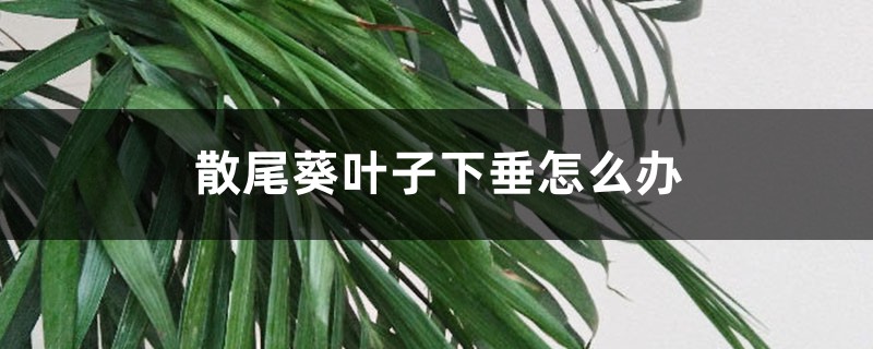 散尾葵叶子下垂怎么办