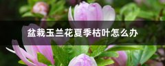 盆栽玉兰花夏季枯叶怎么办