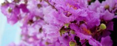 紫薇花的花语和传说 紫薇花的花语以及传说