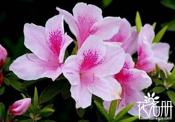 粉色杜鹃花语是什么,坚韧乐观的心态_花语大全