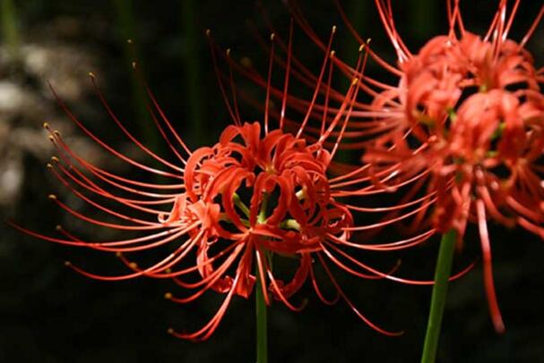 红色彼岸花的花语，来自地狱的召唤(死亡之花)_花语大全