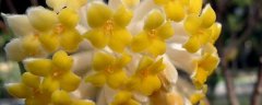 结香花花语是什么：花语是喜结连枝 结香花的养护