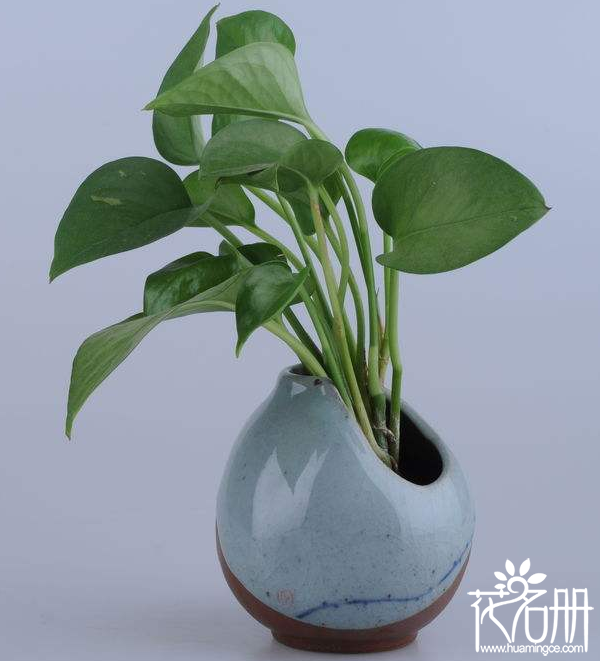 绿萝花语是什么,代表着坚韧善良、守望幸福_花语大全
