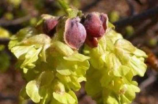 蜡瓣花花语 蜡瓣花繁殖方法