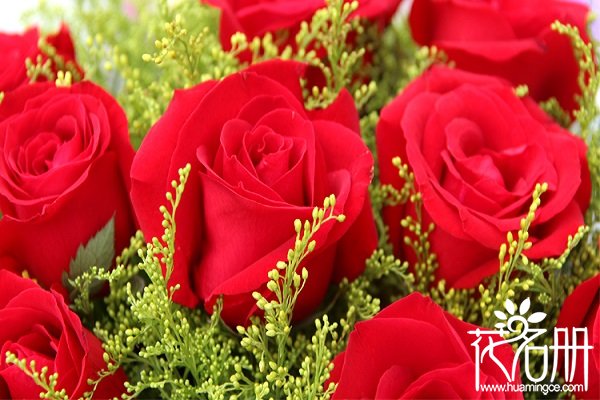 21朵红玫瑰的花语是什么，你是我唯一的最爱_花语大全