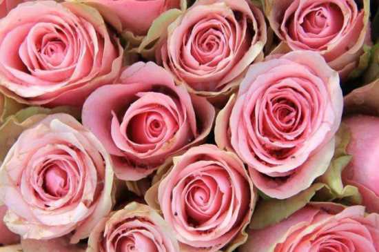 23朵玫瑰花语：23朵玫瑰的花语 赠送23朵玫瑰的适合人群
