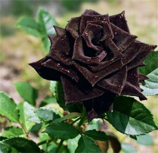 黑玫瑰的花语和传说，忠诚思念爱你愿为你付出所有：黑玫瑰的花语 黑玫瑰的传说—真心相爱