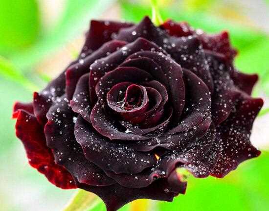 黑玫瑰的花语和传说，忠诚思念爱你愿为你付出所有：黑玫瑰的花语 黑玫瑰的传说—真心相爱