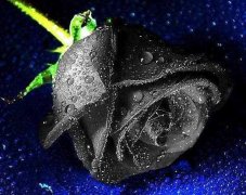 黑玫瑰的花语和传说，忠诚思念爱你愿为你付出所有：黑玫瑰的花语 黑玫瑰的