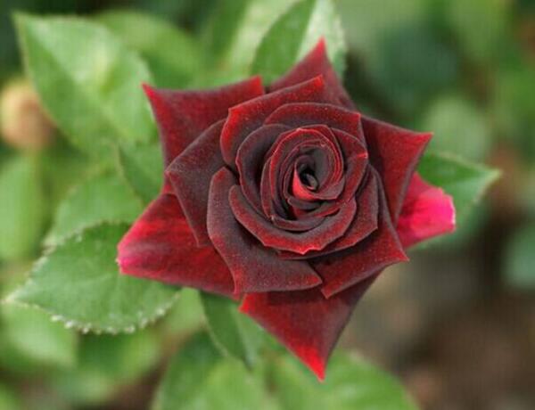 路易十四玫瑰花语，我只钟情你一个_花语大全