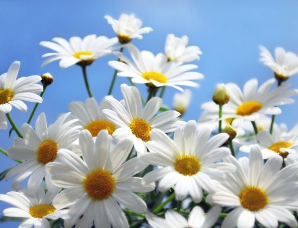 白色雏菊的花语是什么，隐藏在心中的爱(意大利国花)_花语大全