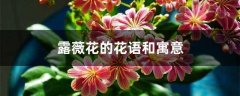 露薇花的花语和寓意