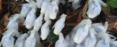 水晶兰花语及传说：水晶兰的花语 水晶兰的传说