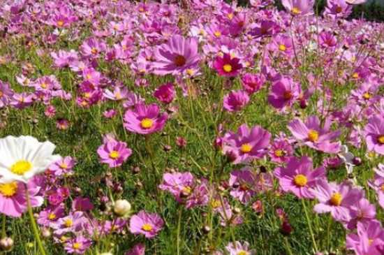 丽江市的市花是菊花 菊花的花语