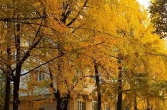 电子科大银杏树最佳观赏时间是11～12月 电子科大银杏树的花语