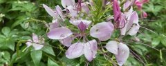 醉蝶花的花语：醉蝶花的花语 碎蝶花的花期