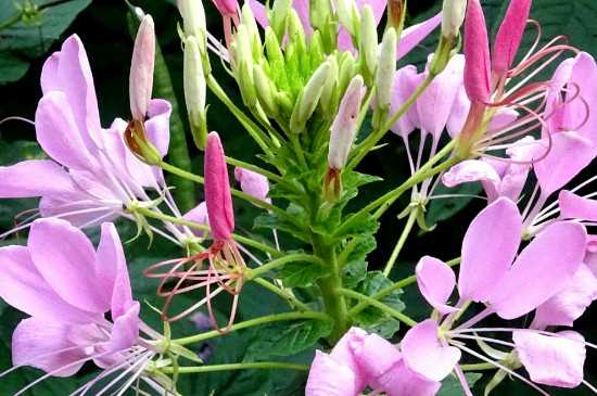 醉蝶花的花语：醉蝶花的花语 碎蝶花的花期