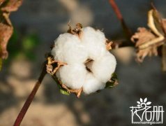 棉花的花语是什么，珍惜身边人_花语大全