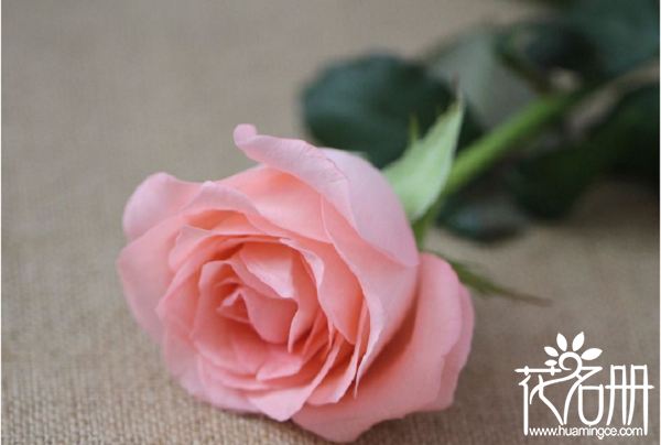 戴安娜玫瑰的花语，爱上你是我今生最大的幸福_花语大全