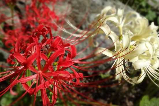 彼岸花的真正花语是什么：真正花语是无法相见 彼岸花大的介绍