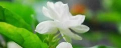 茉莉花的花语是亲切 茉莉花的养殖方法