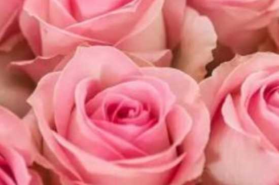 粉雪山玫瑰的花语 粉雪山玫瑰的寓意