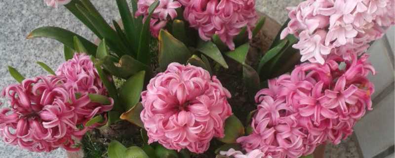 风信子花期,风信子的花语