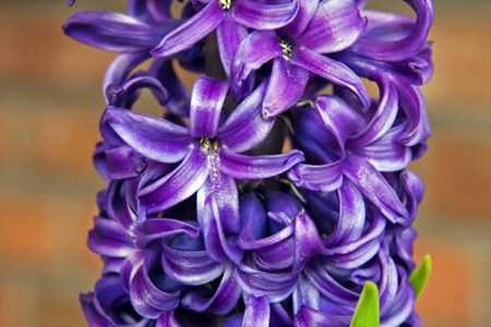 风信子花期，风信子的花语