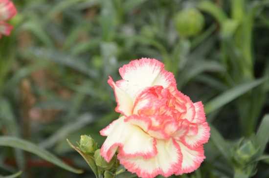 白康乃馨花的花语是什么：白康乃馨花的花语 康乃馨花的养护