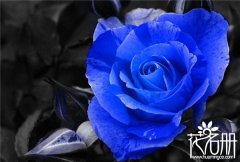 蓝玫瑰花语是什么，送蓝玫瑰代表什么意思_花语大全