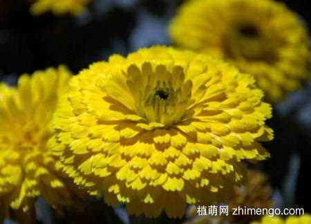 金盏菊的品种大全，金盏菊的品种说明：金盏菊的品种 金盏菊的花语