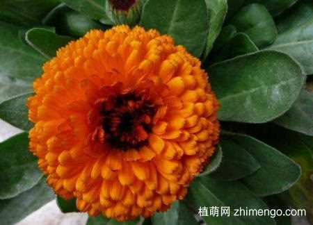金盏菊的品种大全，金盏菊的品种说明：金盏菊的品种 金盏菊的花语