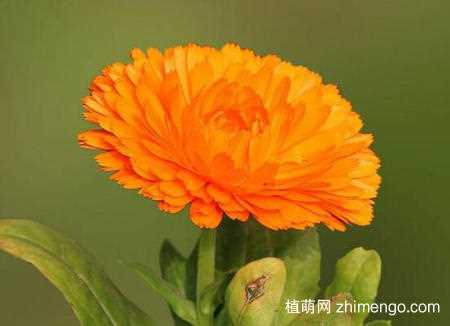 金盏菊的品种大全，金盏菊的品种说明：金盏菊的品种 金盏菊的花语
