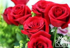9朵玫瑰花语是什么，9朵玫瑰花语代表长久的爱_花语大全