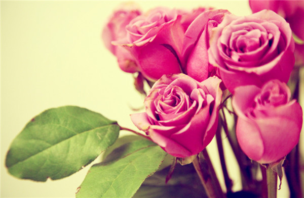 9朵玫瑰花语是什么，9朵玫瑰花语代表长久的爱_花语大全