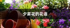 夕雾花的花语