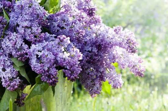 丁香花的花语 丁香花的象征