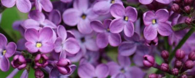 丁香花的花语 丁香花的象征