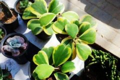 心叶球兰花语是什么，将爱传递开来_花语大全