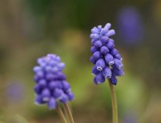 葡萄风信子花语，悲伤忧郁的爱_花语大全