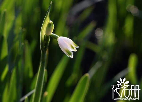 雪滴花的花语是什么 勇往直前的力量与希望_花语大全