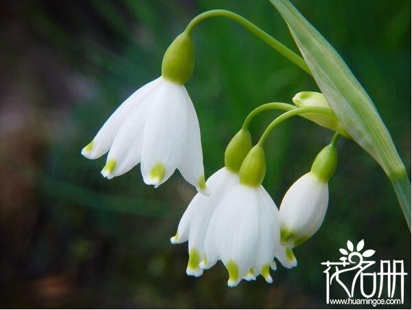 雪滴花的花语是什么 勇往直前的力量与希望_花语大全