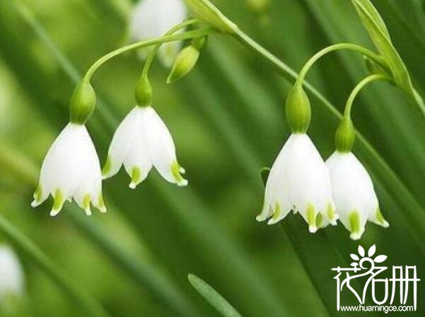 雪滴花的花语是什么 勇往直前的力量与希望_花语大全