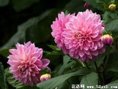 大丽花的花语是什么_花语大全