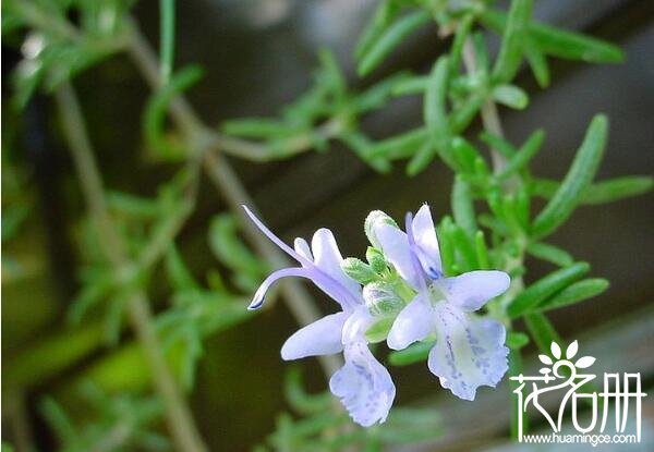 迷迭香的花语是什么 留住美好的回忆_花语大全