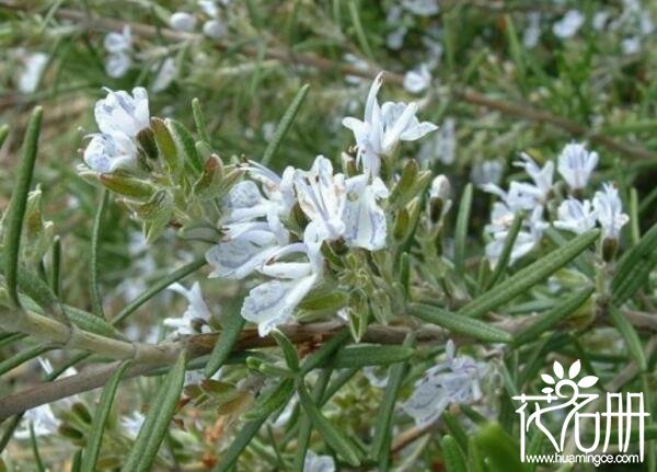 迷迭香的花语是什么 留住美好的回忆_花语大全